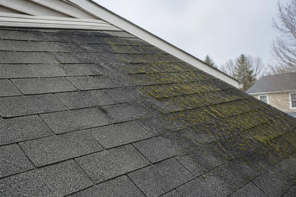 Roof Moss, Algae & Black Streaks: Causes and Removal (Without Damaging Shingles)